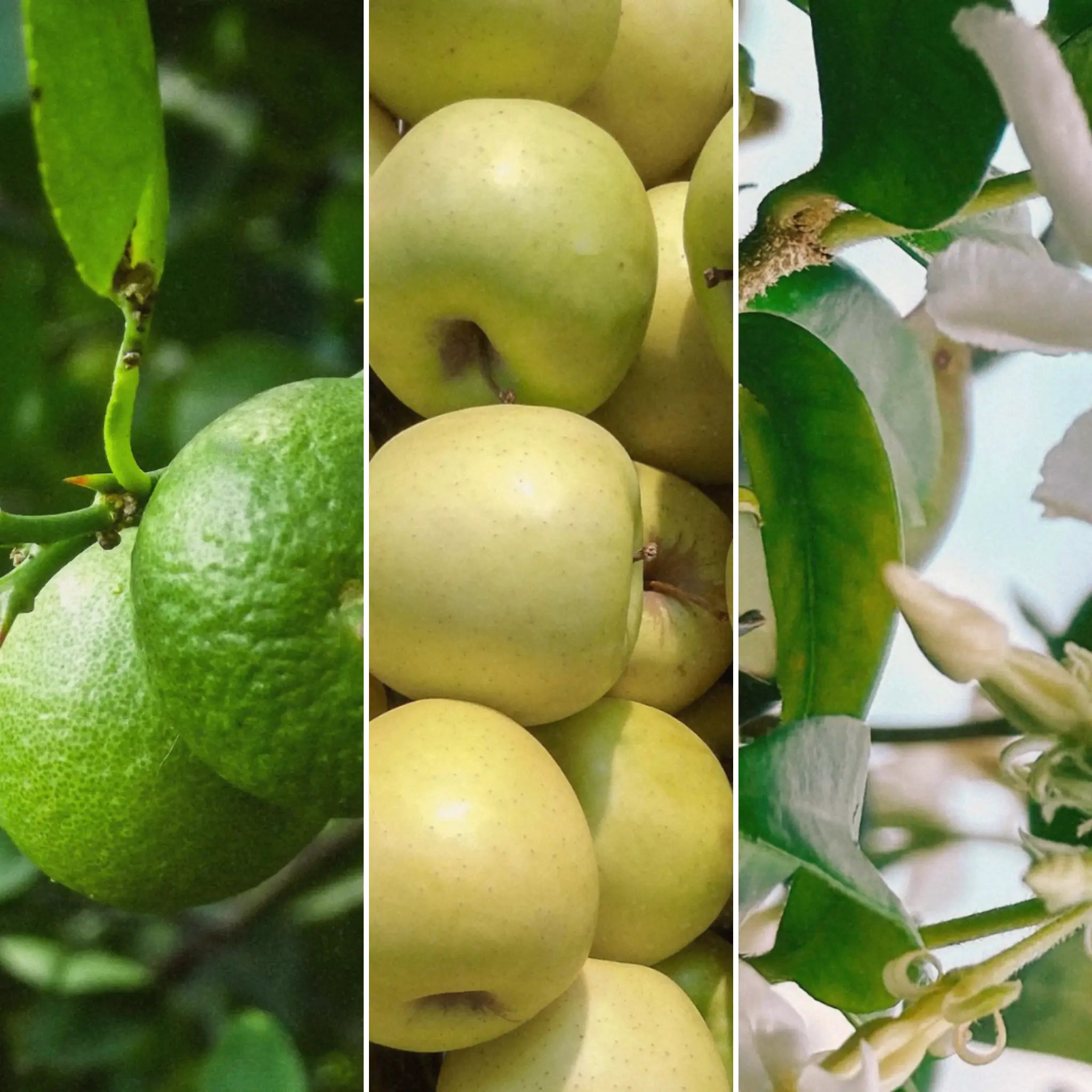 Limetten, Äpfel und Jasminblüten.