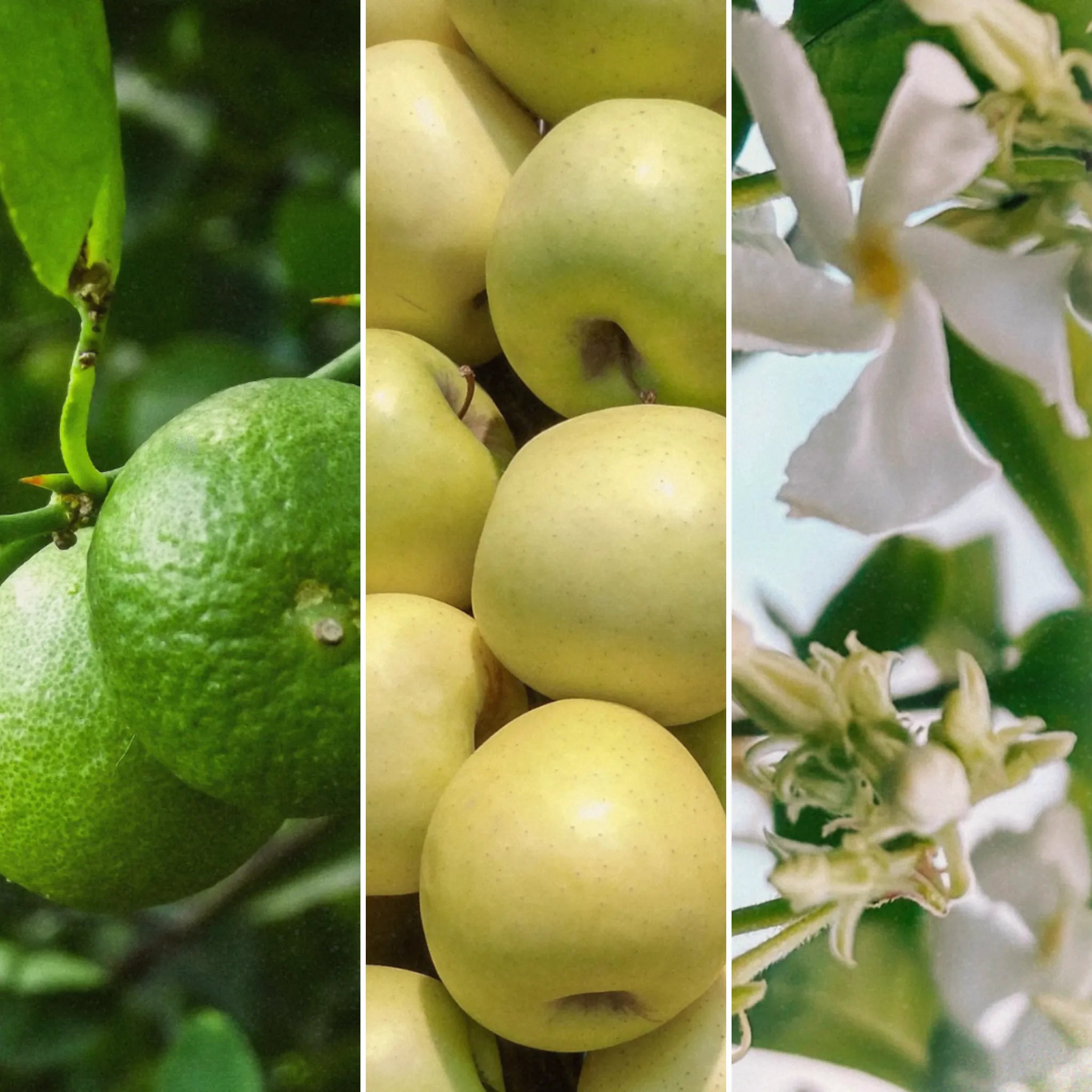 CUVÉE CANDLES Detailaufnahme Limette, Apfel und Jasminblüte